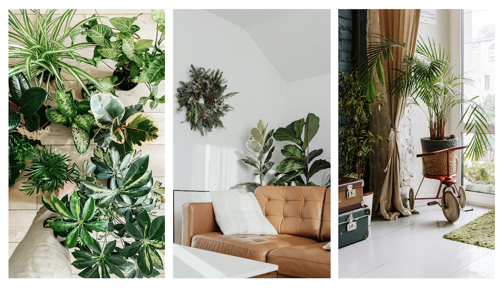 How Plants Elevate Your Interior and Boost Your Health